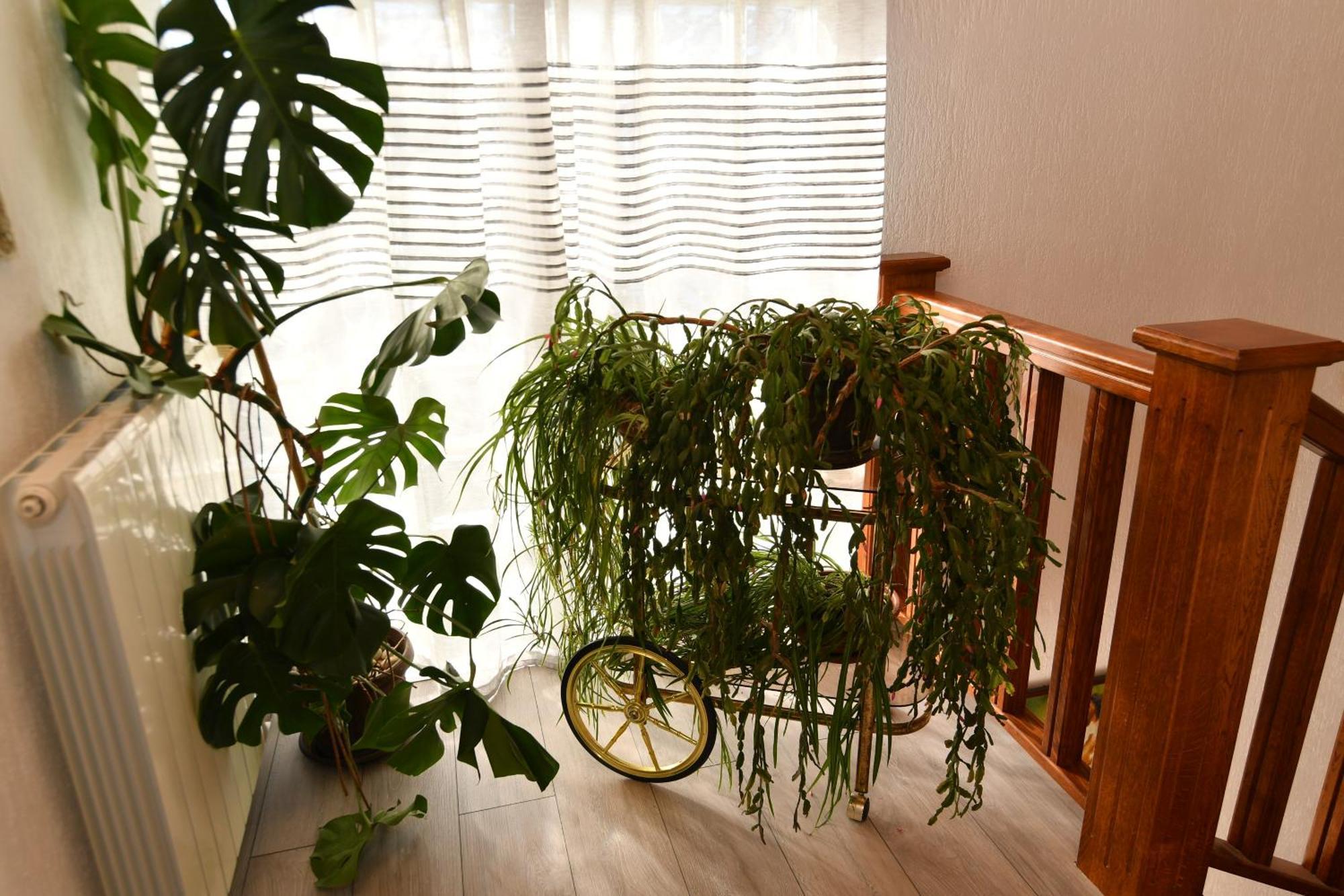 Apartments Peric オパティヤ エクステリア 写真